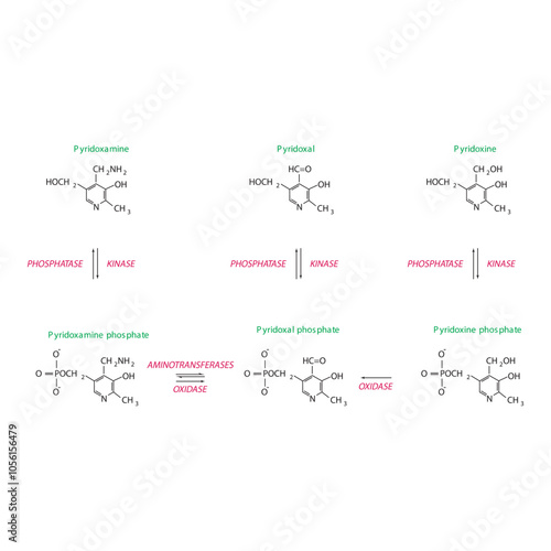 Diagram showing enzymatic interconversion of Vitamin B6 vitamers - Pyridoxine, Pyridoxal, Pyridoxamine and phosphate form.