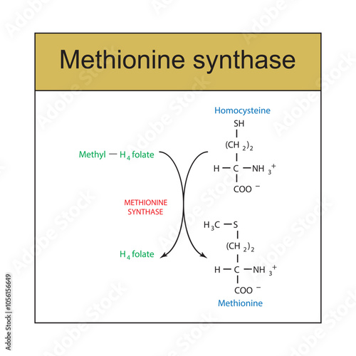 Diagram showing function of methionine synthase - conversion of Homocysteine to Methionine via Methyl H4 folate and H4 folate