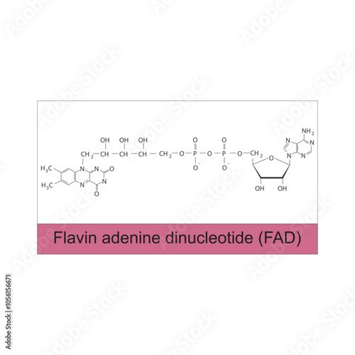 Flavin adenine dinucleotide, FAD skeletal structure diagram.Vitamin B2 compound molecule scientific illustration.