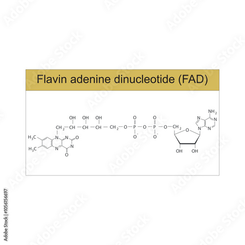 Flavin adenine dinucleotide, FAD skeletal structure diagram.Vitamin B2 compound molecule scientific illustration.