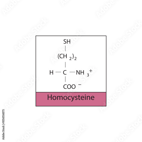 Homocysteine skeletal structure diagram.amino acid compound molecule scientific illustration.