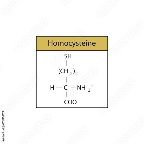 Homocysteine skeletal structure diagram.amino acid compound molecule scientific illustration.