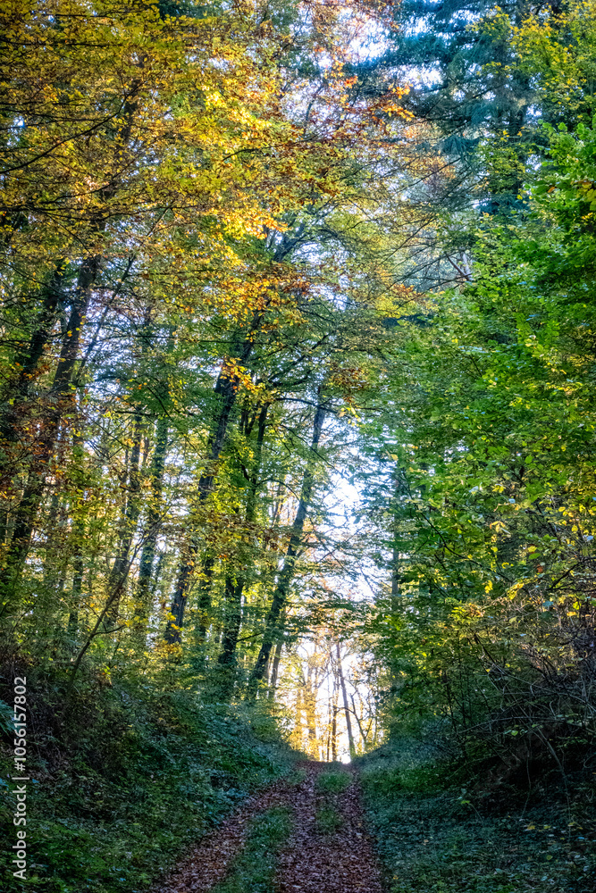 Obraz premium Waldweg im Herbst