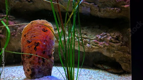 Closeup shot of aquatic plants in CRETAquarium Thalassokosmos, Greece. Visiting location. photo