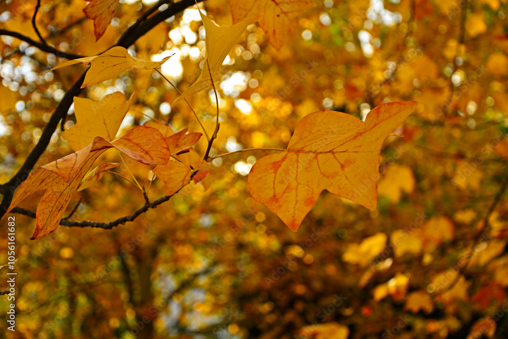żółte liście tulipanowca amerykańskiego jesienią, jesienne liście tulipanowca na gałęzi drzewa, Liriodendron tulipifera, yellow leaves of a tulip tree (Liriodendron) in the autumn