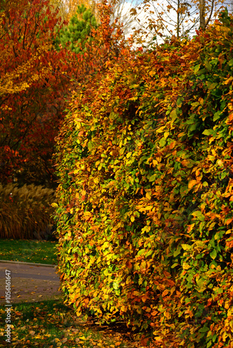 grabowy żywopłot jesienią, żywopłot z grabu jesienią, żólty żywopłot z grabu, hornbeam hedge in autumn, Carpinus betulus
 photo