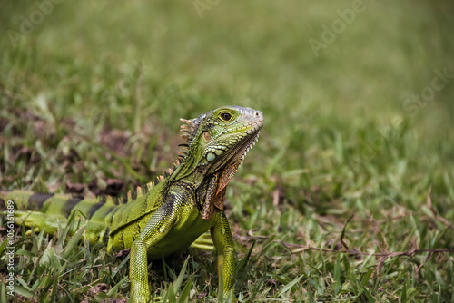 Iguana en Medellín - Antioquia, Colombia photo