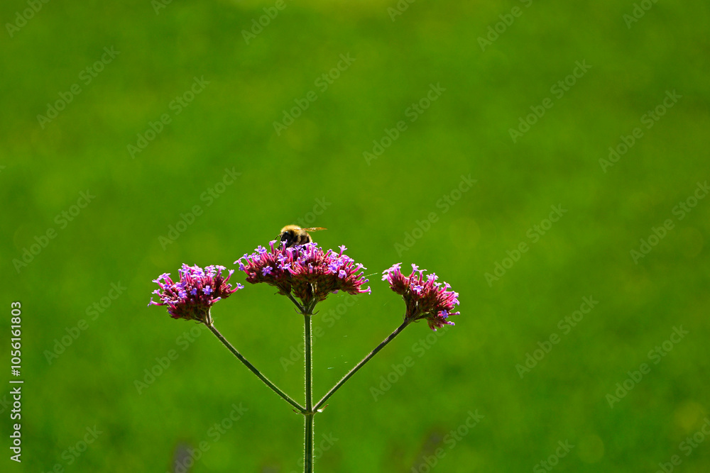 trzmiel siedzący na werbenie patagońskej, Bumble-bee sitting on Verbena purple flower, Verbena bonariensis, Bombus, Bumblebee, bumblebee on a purple top vervain flower