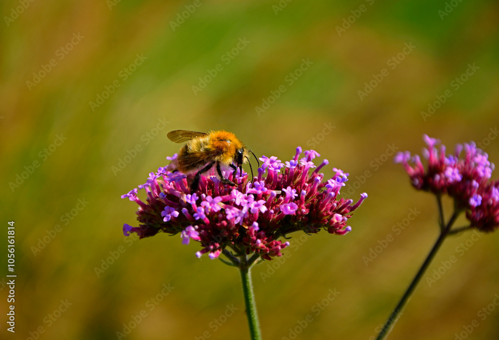 trzmiel siedzący na werbenie patagońskej, Bumble-bee sitting on Verbena purple flower, Verbena bonariensis, Bombus, Bumblebee, bumblebee on a purple top vervain flower, blurred background, bokeh