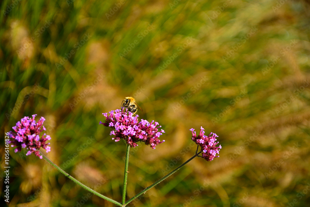 trzmiel siedzący na werbenie patagońskej, Bumble-bee sitting on Verbena purple flower, Verbena bonariensis, Bombus, Bumblebee, bumblebee on a purple top vervain flower