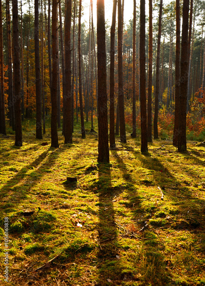 las jesienią w promieniach słońca, mech w jesiennym lesie, painted light with shadow, autumn forest in the rays of the sun, moss in the autumn forest, the rays of the sun illuminate the forest floor