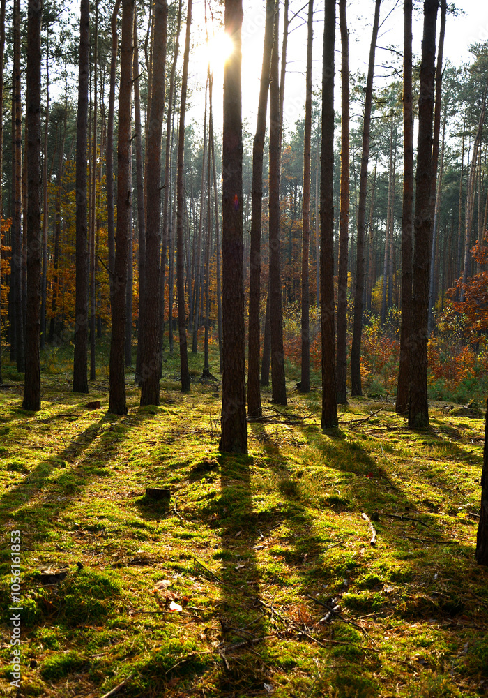 las jesienią w promieniach słońca, mech w jesiennym lesie, painted light with shadow, autumn forest in the rays of the sun, moss in the autumn forest, the rays of the sun illuminate the forest floor