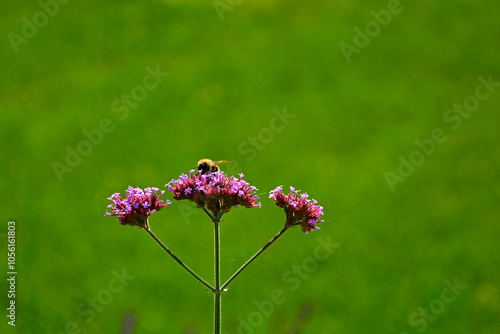 Obraz na płótnie trzmiel siedzący na werbenie patagońskej, Bumble-bee sitting on Verbena purple flower, Verbena bonariensis, Bombus, Bumblebee, bumblebee on a purple top vervain flower w salonie