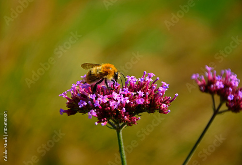 Obraz na płótnie trzmiel siedzący na werbenie patagońskej, Bumble-bee sitting on Verbena purple flower, Verbena bonariensis, Bombus, Bumblebee, bumblebee on a purple top vervain flower, blurred background, bokeh w salonie