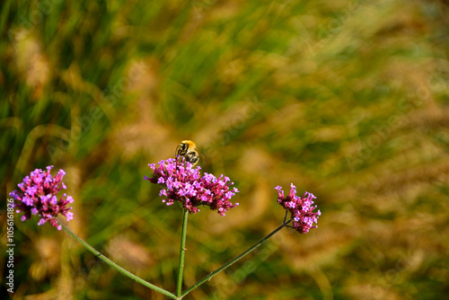 Obraz na płótnie trzmiel siedzący na werbenie patagońskej, Bumble-bee sitting on Verbena purple flower, Verbena bonariensis, Bombus, Bumblebee, bumblebee on a purple top vervain flower w salonie