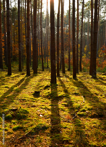 Obraz na płótnie las jesienią w promieniach słońca, mech w jesiennym lesie, painted light with shadow, autumn forest in the rays of the sun, moss in the autumn forest, the rays of the sun illuminate the forest floor
w salonie