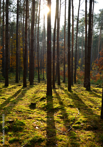 Obraz na płótnie las jesienią w promieniach słońca, mech w jesiennym lesie, painted light with shadow, autumn forest in the rays of the sun, moss in the autumn forest, the rays of the sun illuminate the forest floor
w salonie