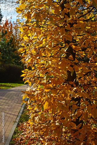 Obraz na płótnie żółte liście jesienne, żywopłot z grabu jesienią, Carpinus, yellow autumn fall, hornbeam hedge in autumn, Hornbeam hedge in autumn, w salonie