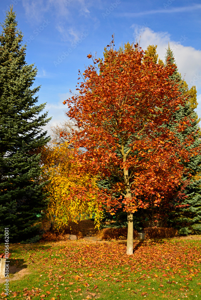 kolory jesieni, pomarańczowe i zółte liście jesinne, jesień w parku, kolorowe drzewo, złota jesień, Autumn pattern of light and shadow., autumn colors, orange and yellow autumn leaves, Klon, Acer