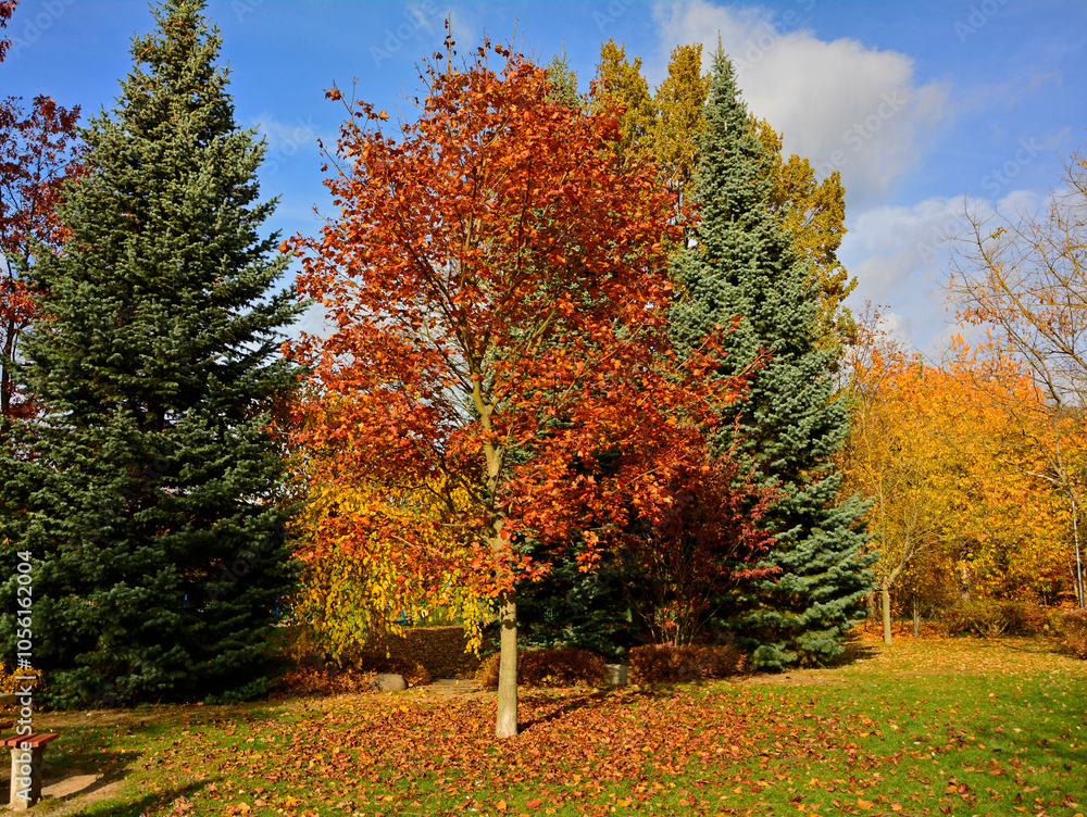 kolory jesieni, pomarańczowe i zółte liście jesinne, jesień w parku, kolorowe drzewo, złota jesień, Autumn pattern of light and shadow., autumn colors, orange and yellow autumn leaves, Klon, Acer