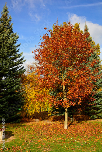 Obraz na płótnie kolory jesieni, pomarańczowe i zółte liście jesinne, jesień w parku, kolorowe drzewo, złota jesień, Autumn pattern of light and shadow., autumn colors, orange and yellow autumn leaves, Klon, Acer w salonie
