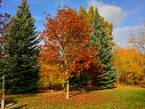 Obraz na płótnie kolory jesieni, pomarańczowe i zółte liście jesinne, jesień w parku, kolorowe drzewo, złota jesień, Autumn pattern of light and shadow., autumn colors, orange and yellow autumn leaves, Klon, Acer w salonie