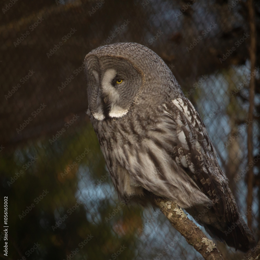 Fototapeta premium Great grey Owl Strix nebulosa sitting in a tree.
