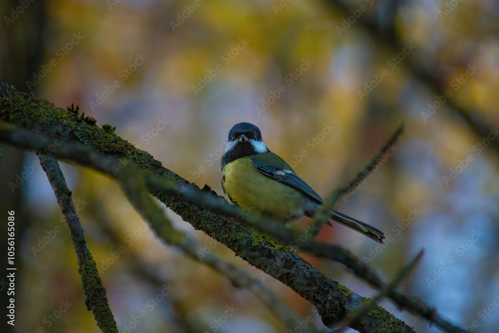 Eurasian blue tit (Cyanistes caeruleus) on branch. Eurasian blue tit (Cyanistes caeruleus) on branch.