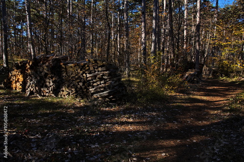 Firewood in pine forest on Harzberg at Bad Vöslau,Lower Austria,Austria
 photo