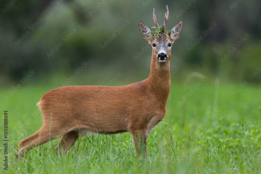 Portrait of roe deer buck. Roe deer buck during matting season with grass on the antlers. Wildlife. Capreolus capreolus, Slovakia Portrait of roe deer buck. Roe deer buck during matting season with grass on the antlers. Wildlife. Capreolus capreolus, Slovakia