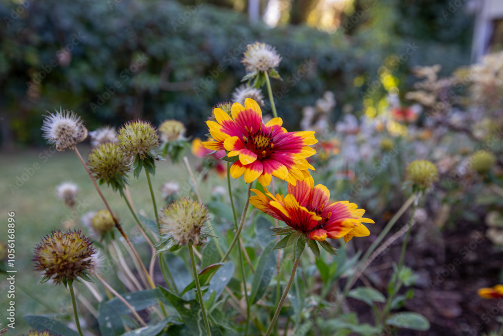 Gaillardia Aristata Blanket Flower blooms in summer