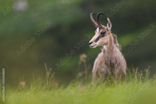 Chamois male posing, Chamois standing on the edge of mountain cliff with rocks in the background, Rupicapra rupicapra, Slovakia