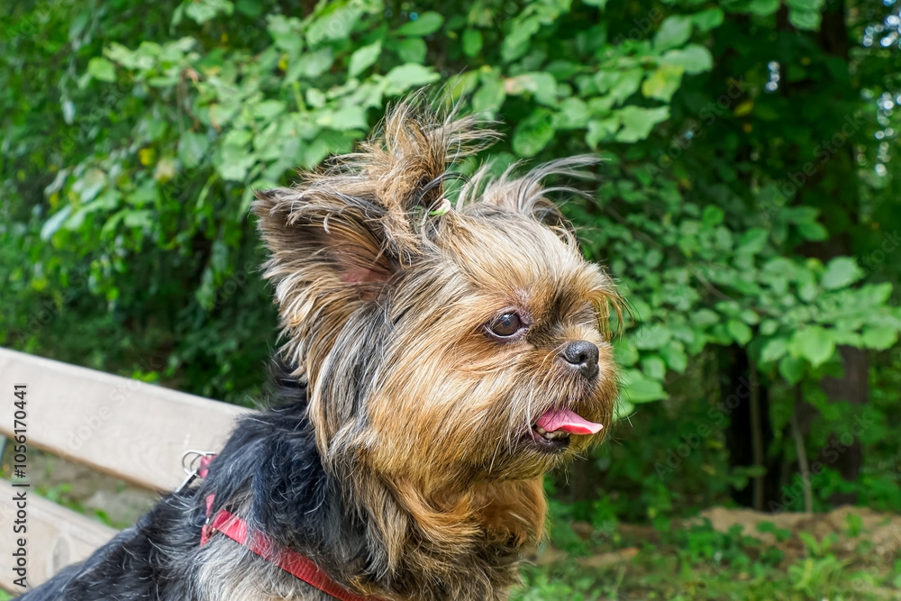 Dog. Yorkshire terrier. Portrait of a cute smiling dog in the summer. Pets. Dog. Yorkshire terrier. Portrait of a cute smiling dog in the summer. Pets.