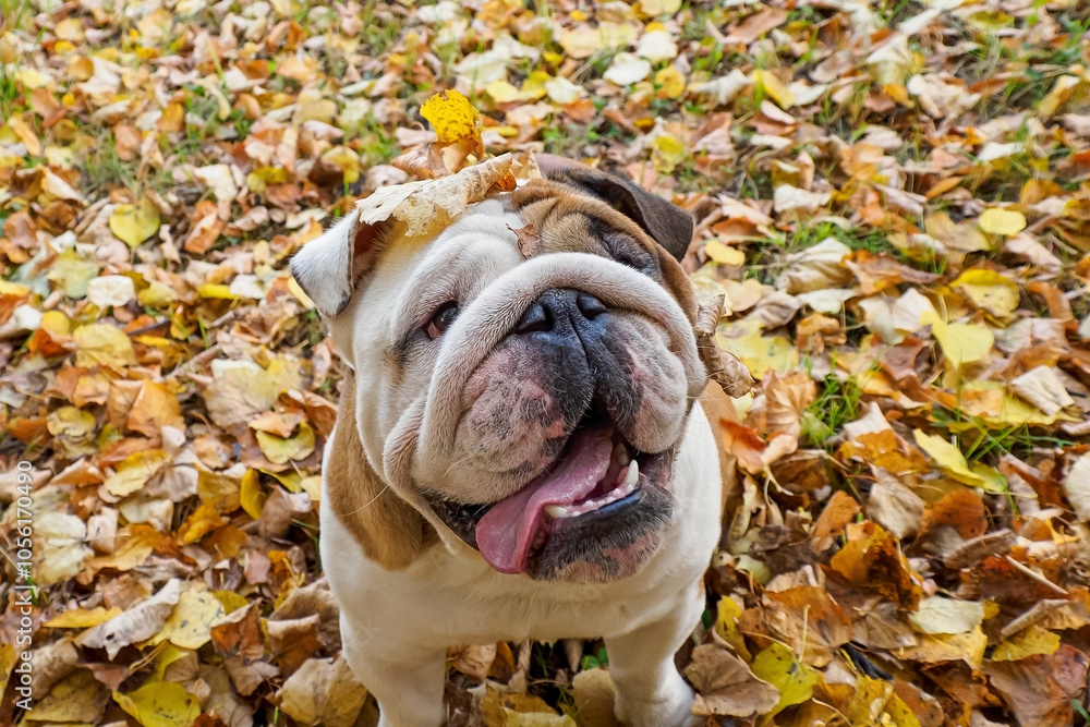 An English bulldog. Pet. A beautiful funny bulldog in a public park. An English bulldog. Pet. A beautiful funny bulldog in a public park.