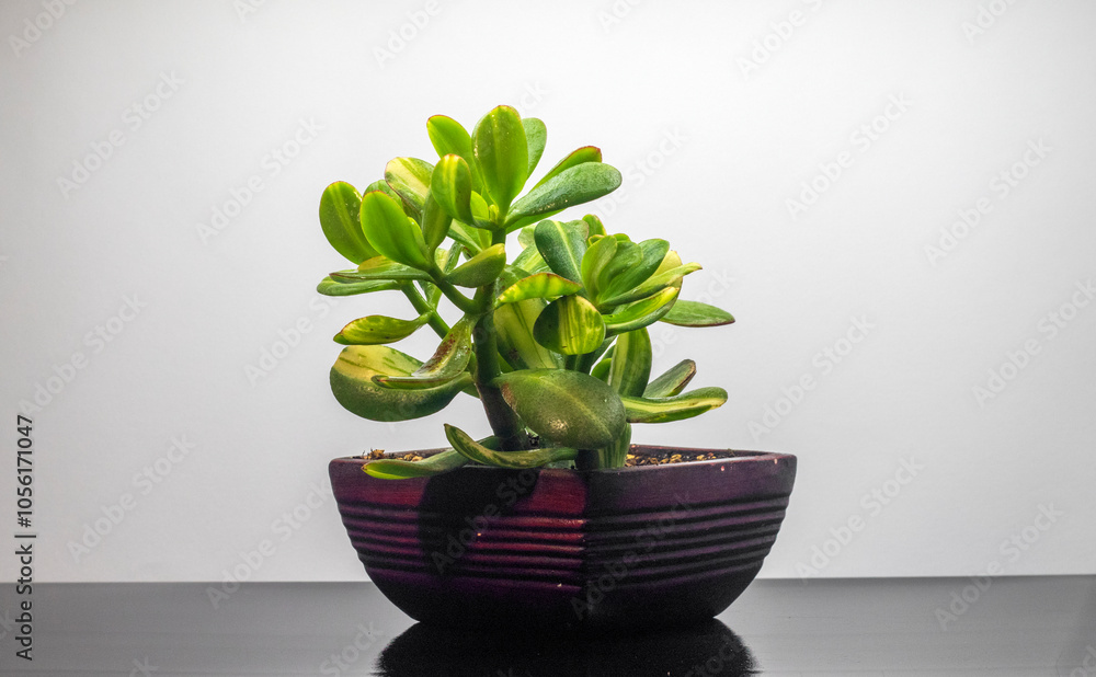 Variegated crassula money tree in a large pot. Botanical composition. Beautiful floral background Variegated crassula money tree in a large pot. Botanical composition. Beautiful floral background