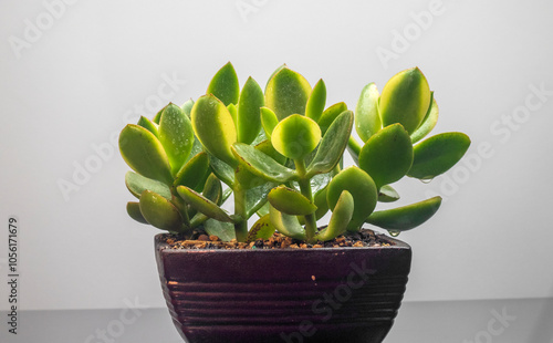 Variegated crassula money tree in a large pot. Botanical composition. Beautiful floral background