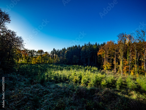 Wiederaufforstung im herbstlichen Wald photo