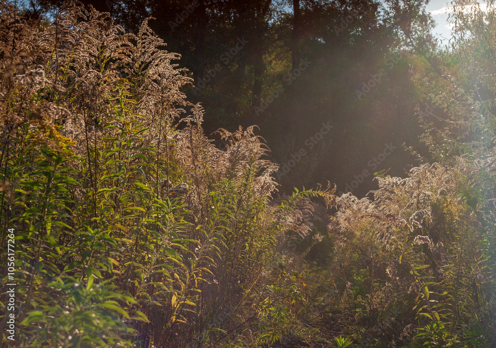 Autumn landscape with yellowing trees. Evening sun at sunset Autumn landscape with yellowing trees. Evening sun at sunset