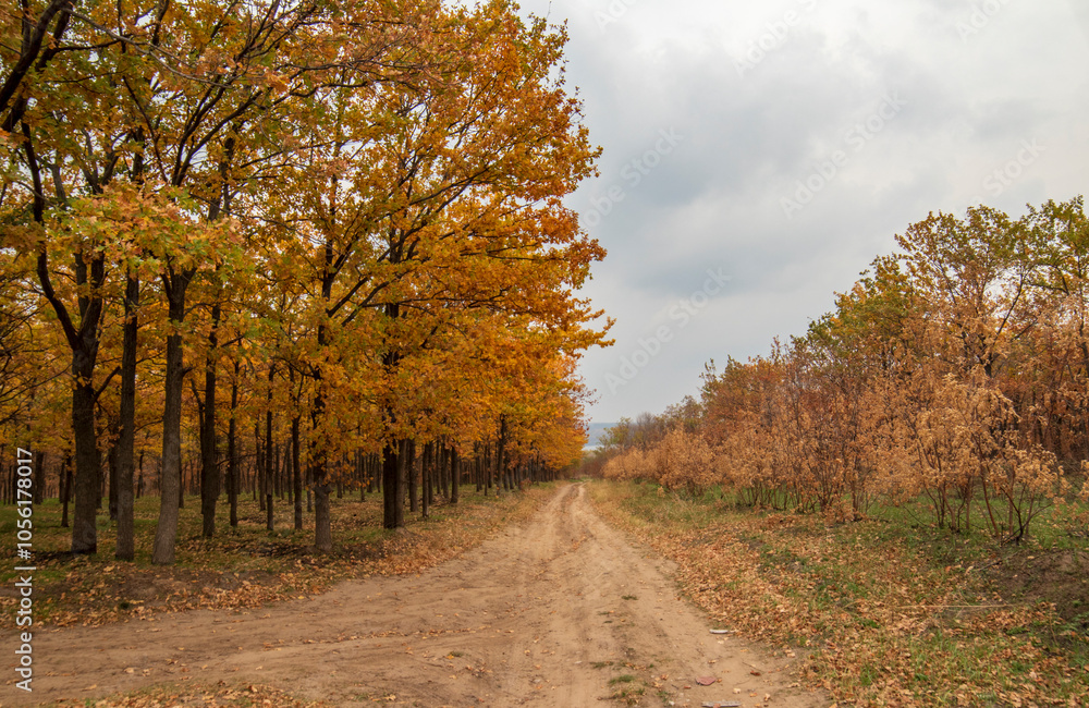 A rural road in the woods in the fall. Trees with yellow leaves A rural road in the woods in the fall. Trees with yellow leaves