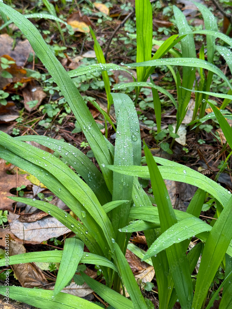 Obraz premium Close-up of vibrant green grass blades in a natural setting, covered in droplets of morning dew. The scene is rich with fallen leaves, showcasing the freshness of a wet autumn day in nature.