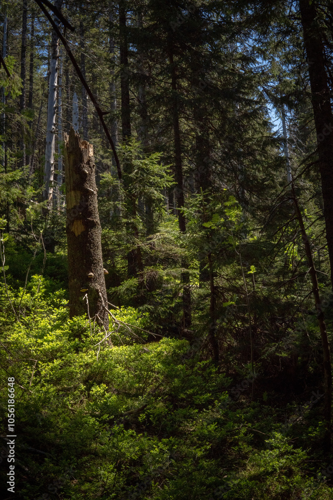 Obraz premium Green mystical dark forest in the mountains