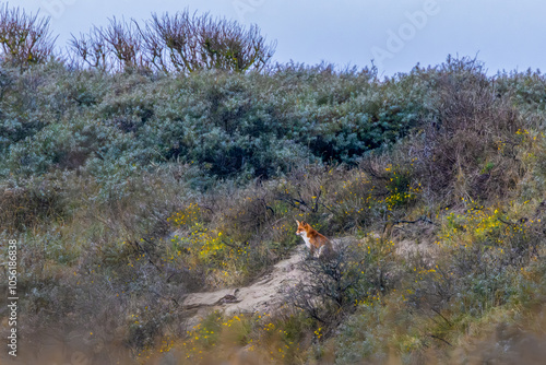 Dune landscape with resting but attentive Fox, Vulpes vulpes, lying in the sun on an open warm sandy spot on a southern dune slope in Hollands Duin with native shrubs such as Sea Buckthorn photo