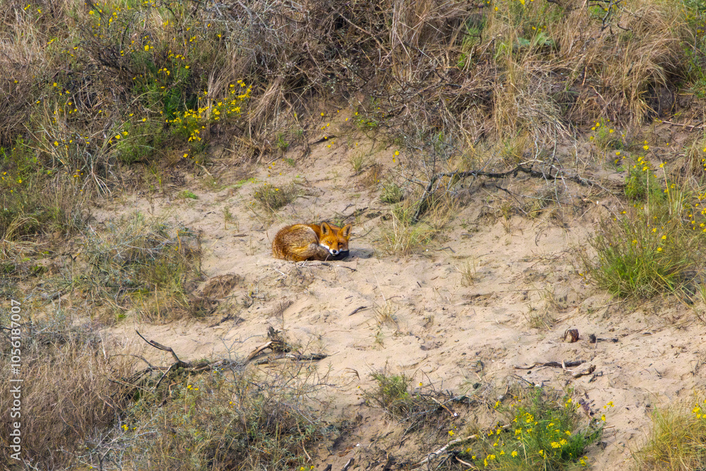 Dune landscape with resting but attentive Fox, Vulpes vulpes, lying in the sun on an open warm sandy spot on a southern dune slope in Hollands Duin with native shrubs such as Sea Buckthorn Dune landscape with resting but attentive Fox, Vulpes vulpes, lying in the sun on an open warm sandy spot on a southern dune slope in Hollands Duin with native shrubs such as Sea Buckthorn