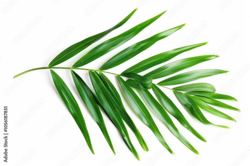 Isolated white background sprig of kokosan Lansium parasiticum Isolated white background sprig of kokosan Lansium parasiticum