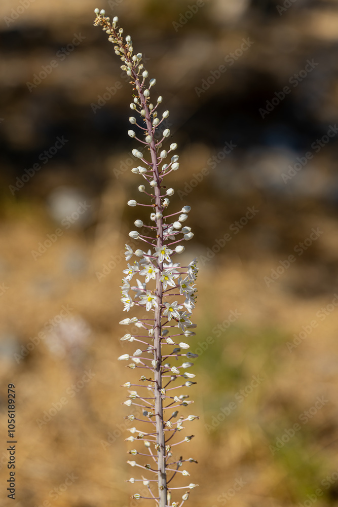 Drimia Maritima, also known as sea onion and island onion (urginea maritima, rimia maritima)