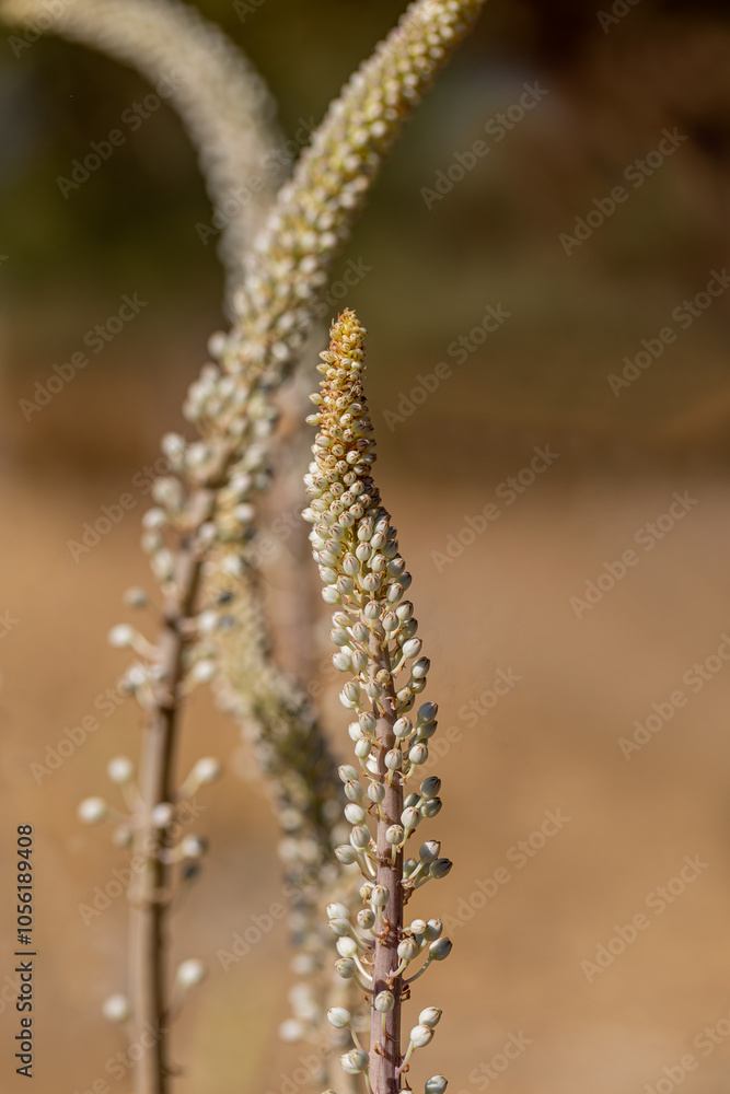 Drimia Maritima, also known as sea onion and island onion (urginea maritima, rimia maritima)