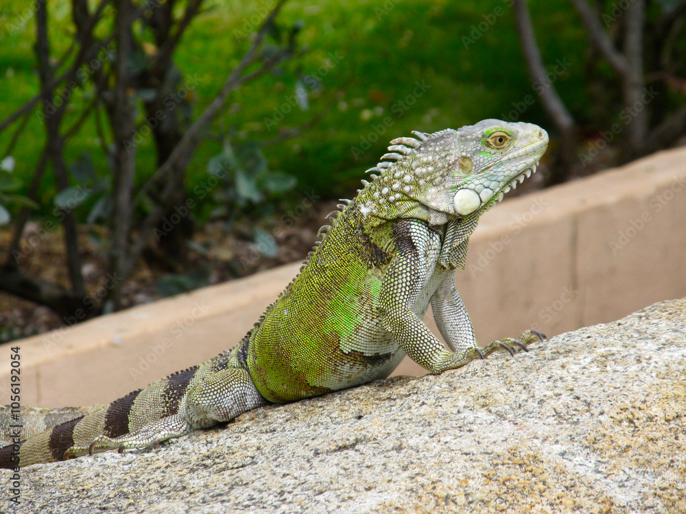 Fototapeta premium Iguana