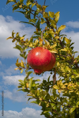 Pianta di melagrana con frutti photo