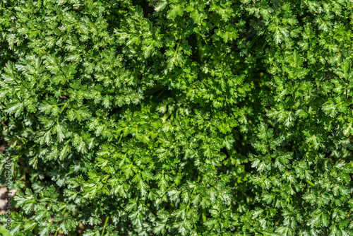 Texture of raw organic green leaves of parsley and cilantro, food backgrounds