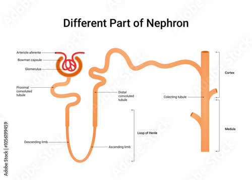 Different Part of the Nephron